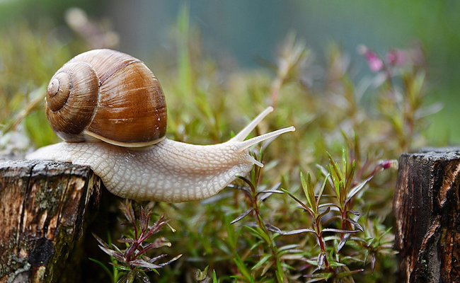 Que mange un escargot ? Quel est son régime alimentaire ?