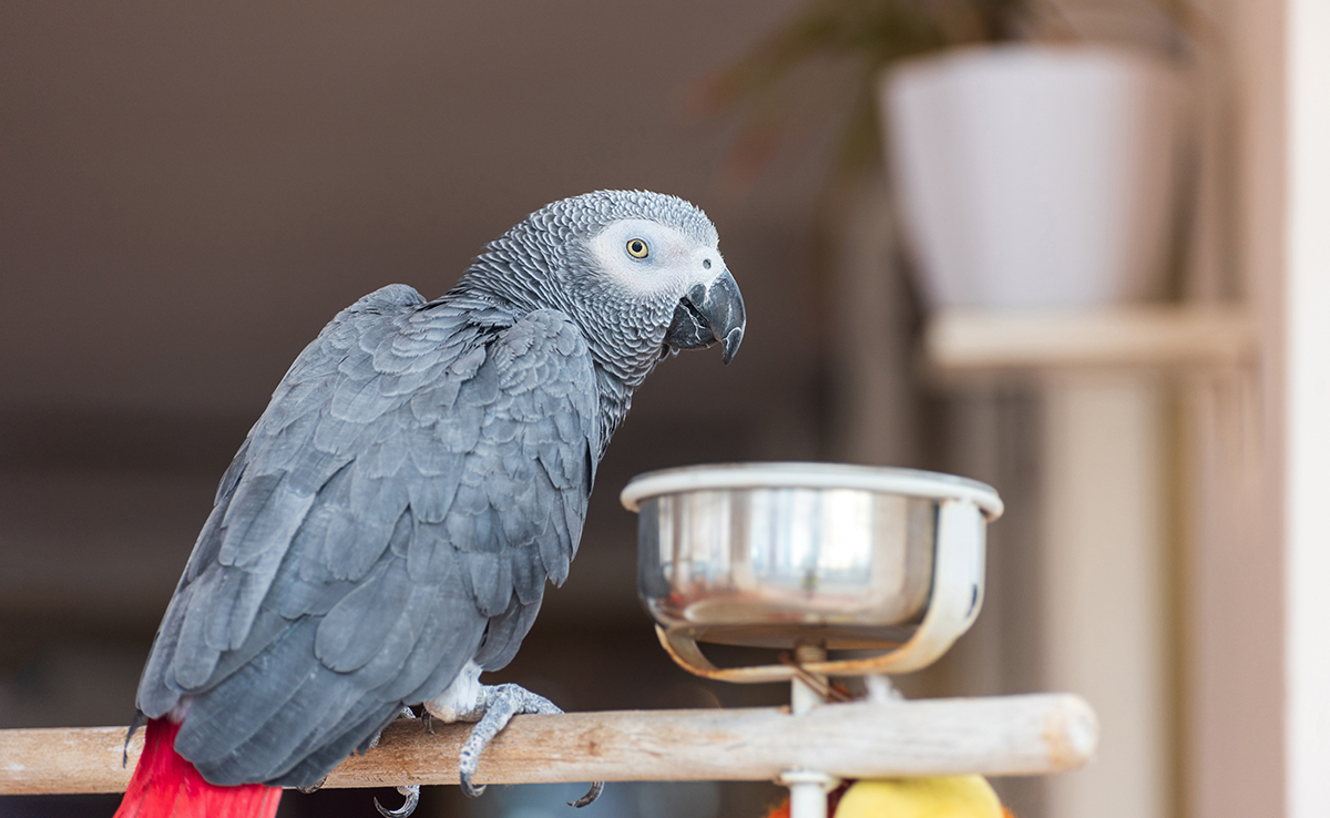 Que mange le perroquet ? Quel régime alimentaire ?