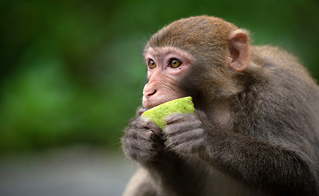 Que mange un singe ? Quelle alimentation et régime alimentaire ?