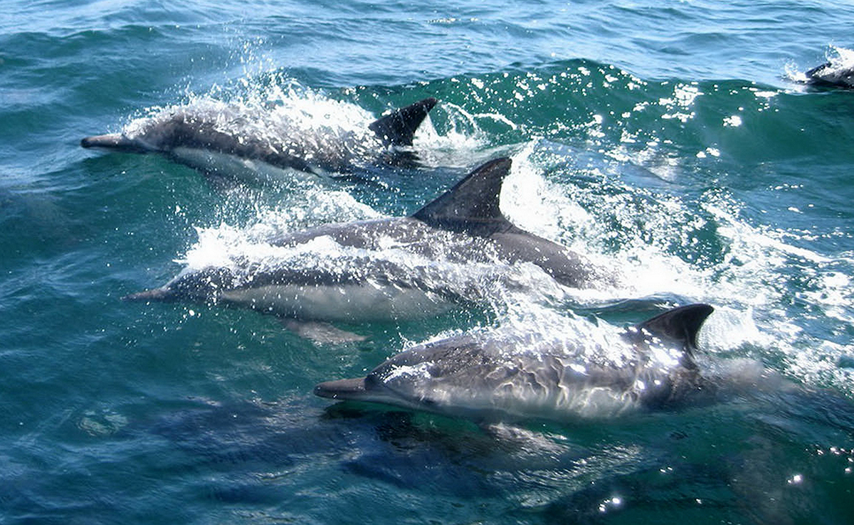 Quelles sont les relations sociales des dauphins ?