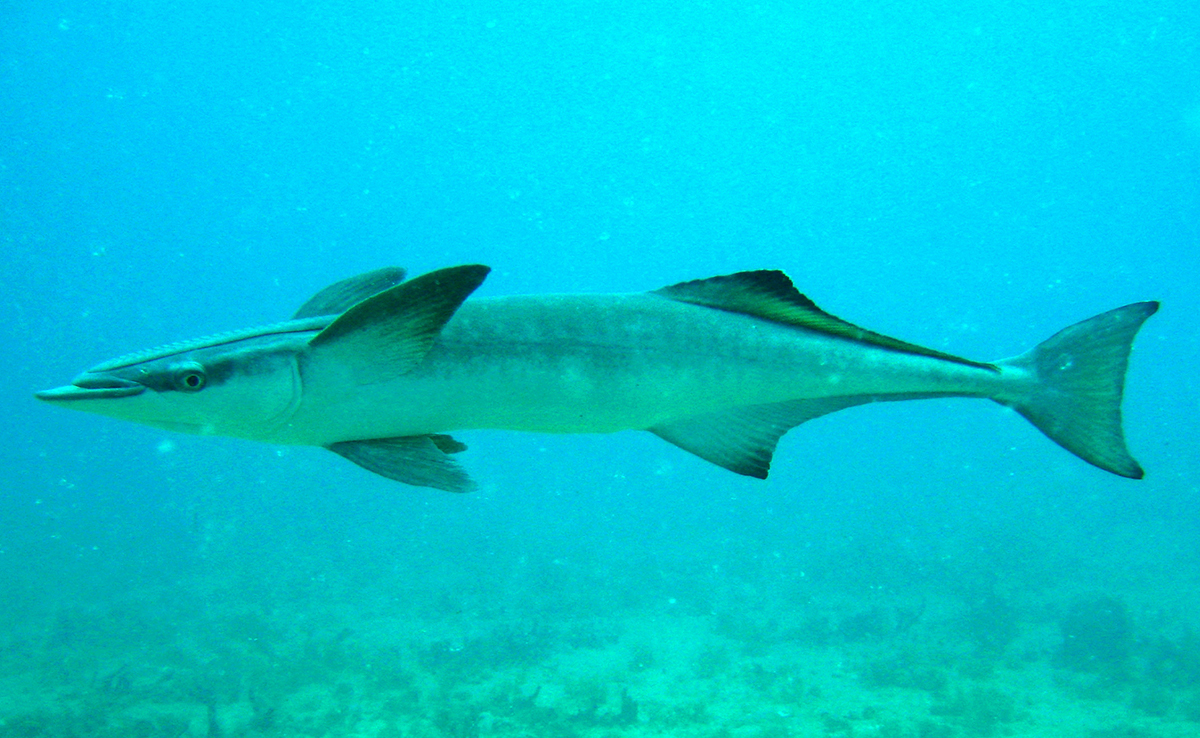 Rémora, poisson ventouse qui se colle aux requins