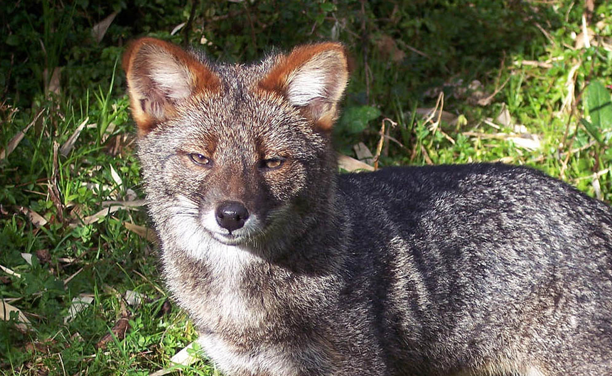 Renard de Darwin, renard forestier en voie d’extinction