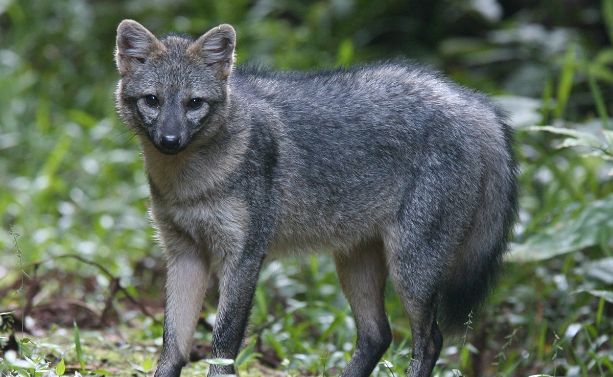 Renard des savanes, mammifère d’Amérique du Sud