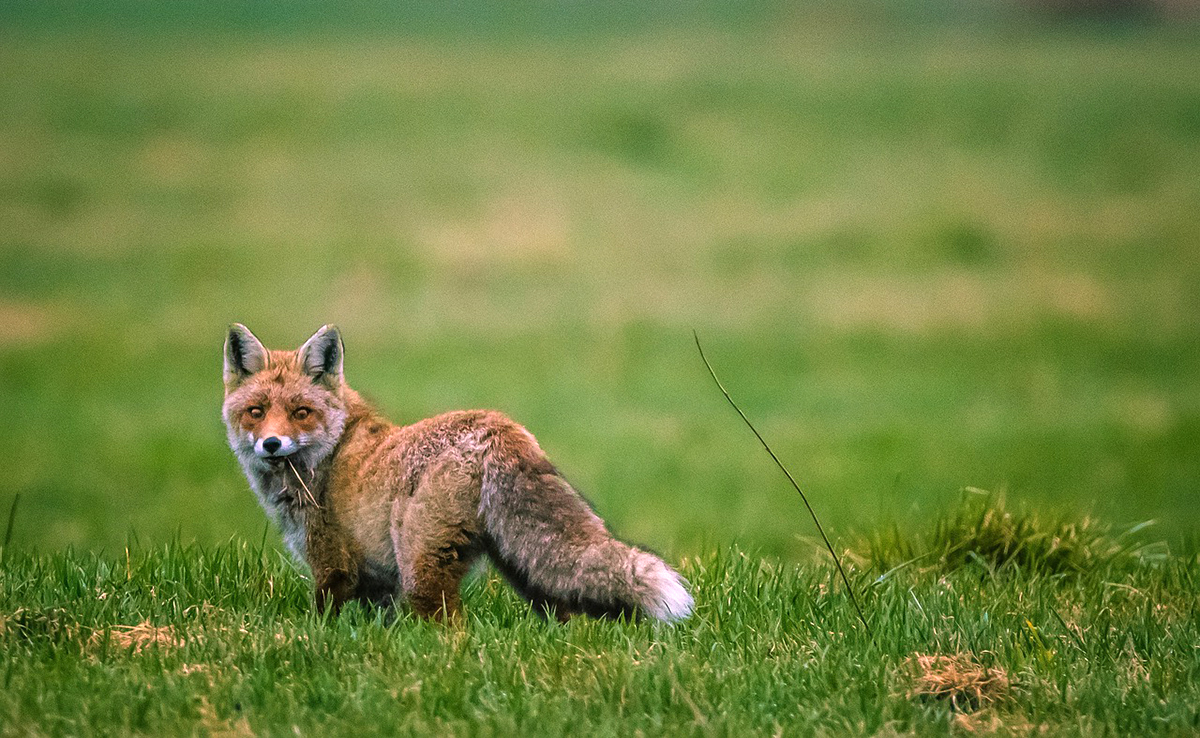 Que mange un renard ? Quel est son régime alimentaire ?