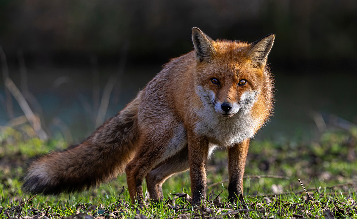 Renard roux, où et comment vit-il ?