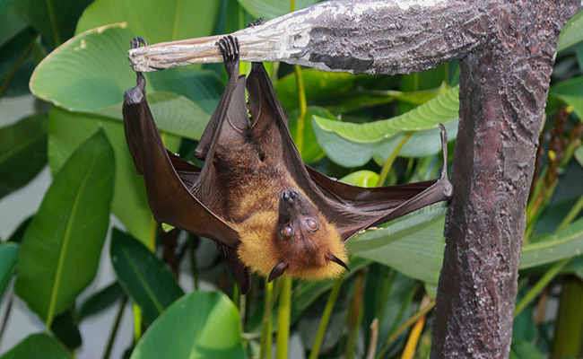 Renard volant des Philippines, l’une des plus grandes chauves-souris