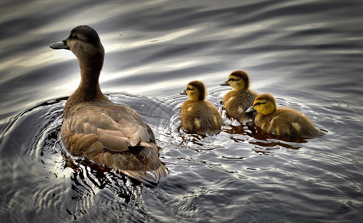 Reproduction du canard : maturité sexuelle, cycle, couvaison et naissance !