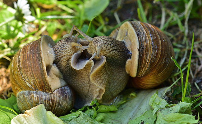 Reproduction et cycle de vie des escargots !