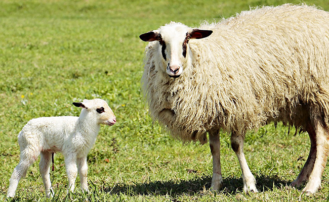 Reproduction du mouton : maturité sexuelle, cycle, gestation et agnelage