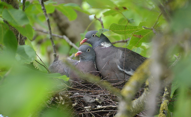 La reproduction du pigeon : tout savoir !