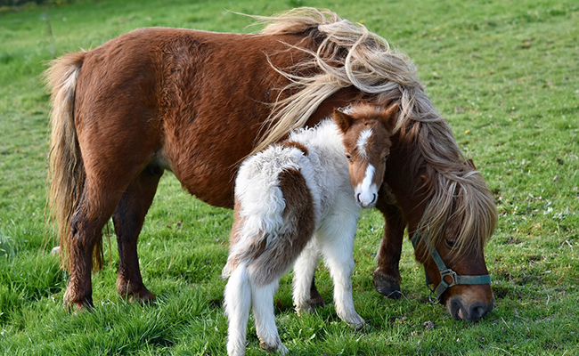 La reproduction du poney : maturité sexuelle, cycle, gestation et poulinage