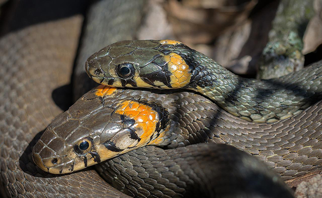 Reproduction des serpents : comment ça se passe ?