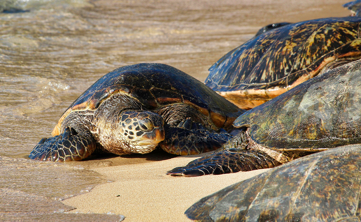 Reproduction et cycle de vie des tortues marines