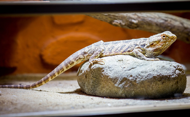 dragon barbu (Pogona vitticeps)