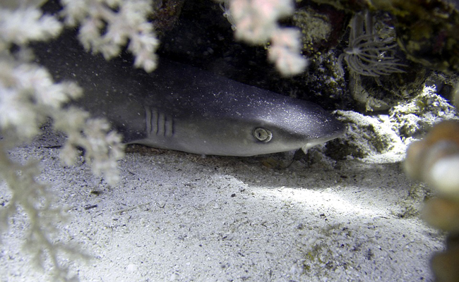 Les requins : tour d'horizon des différentes espèces. sont-ils tous de grands prédateurs ? 