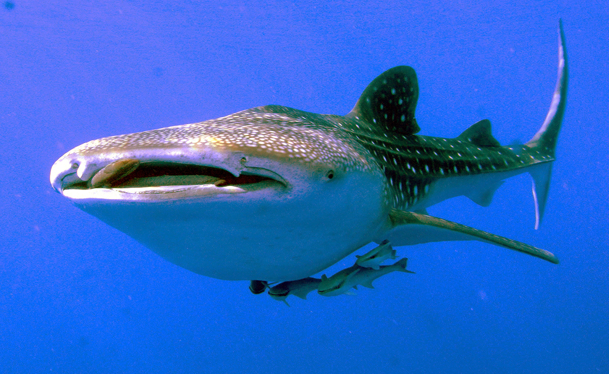 Requin-baleine, le plus grand des requins !