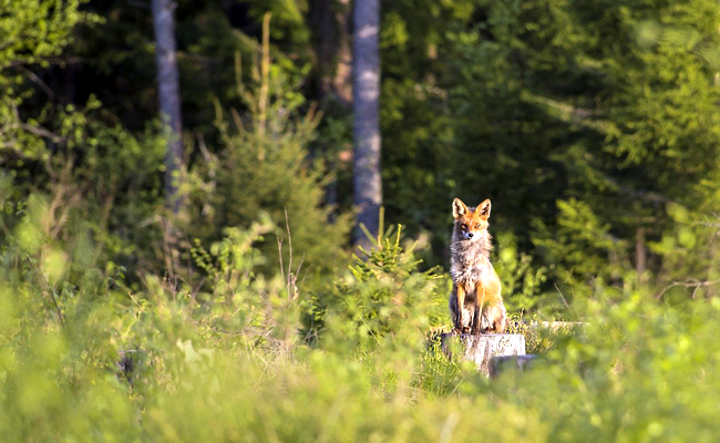 Qu’est-ce qu’une réserve naturelle ? Quels animaux observer ?