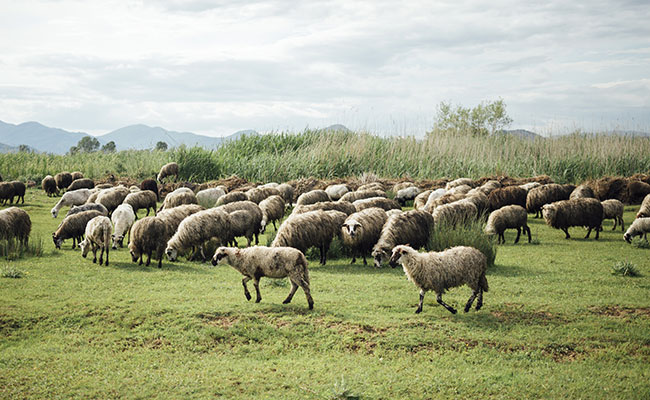 Revenons à nos moutons : que veut dire cette expression ?