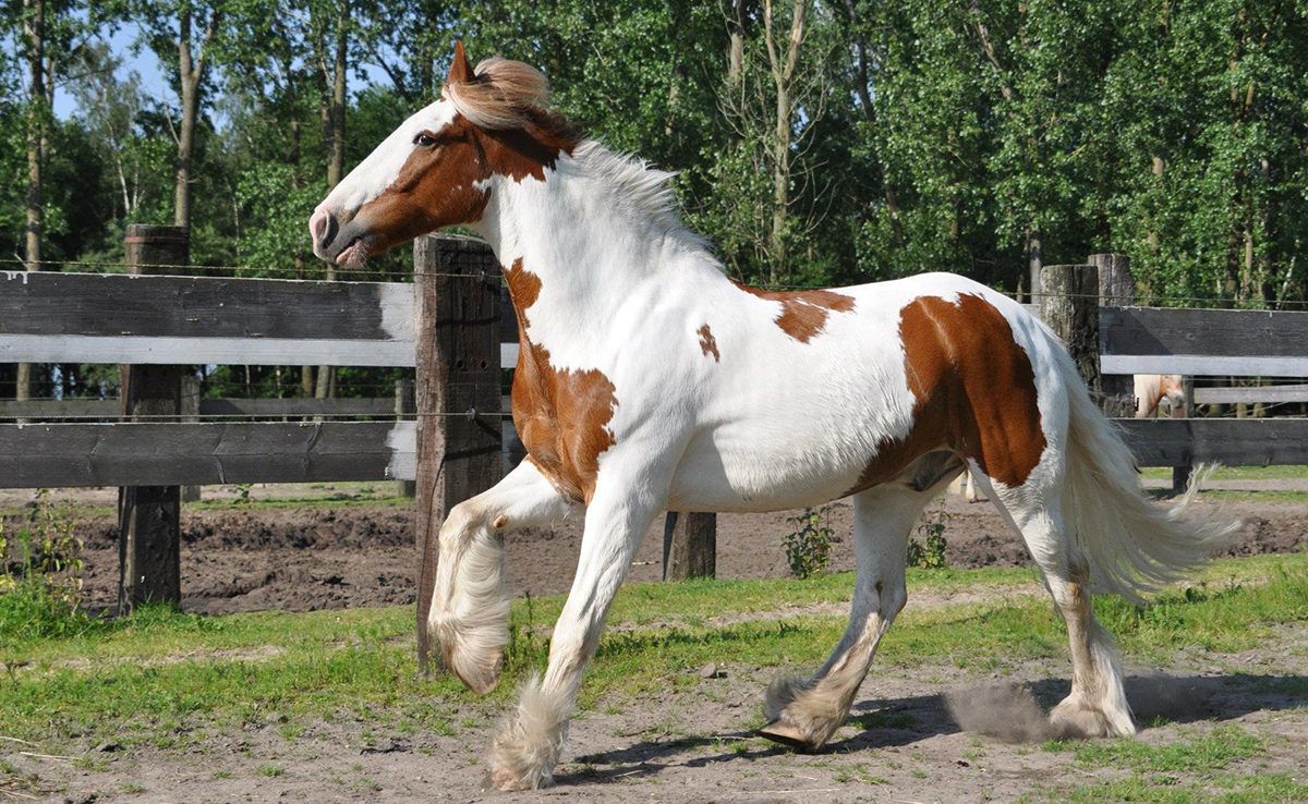 Quelles sont les différentes robes des chevaux ?