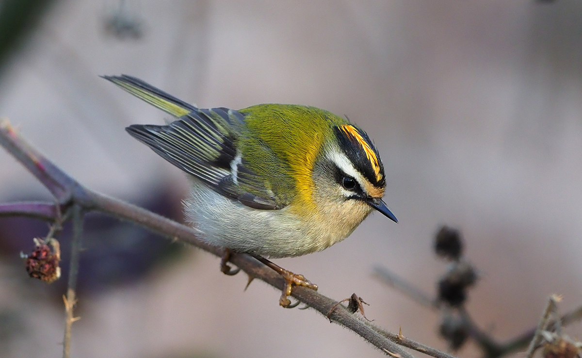 Roitelet à triple bandeau, petit oiseau des forêts d’Europe !