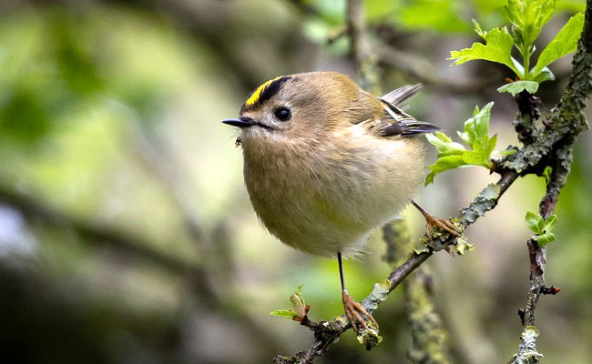 Le roitelet huppé, l’un des plus petits oiseaux d’Europe