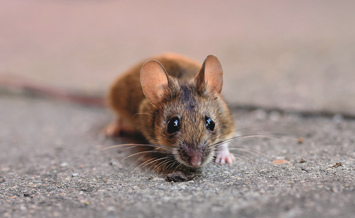 Comment reconnaître et identifier un rongeur nuisible ?