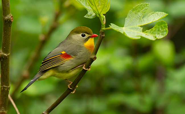 Rossignol du Japon, petit oiseau très coloré : conseils et bonnes pratiques d'élevage