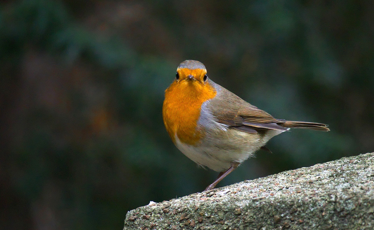 Rouge-gorge familier, bel oiseau de nos jardins : tout savoir sur ce passereau