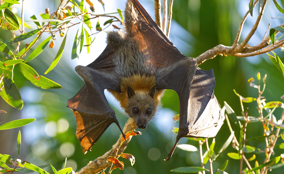 La roussette, grande chauve-souris représentée par plusieurs espèces !