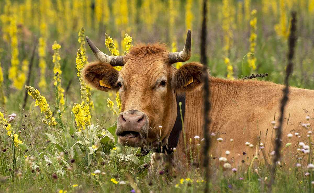 La rumination : comment ça fonctionne ? Quels sont les animaux ruminants ?