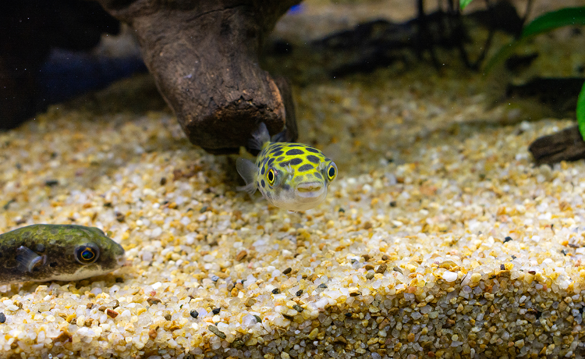 Quel sable choisir pour mon aquarium ?