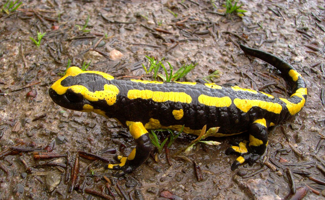 La salamandre tachetée, un amphibien tout de noir et jaune vêtu