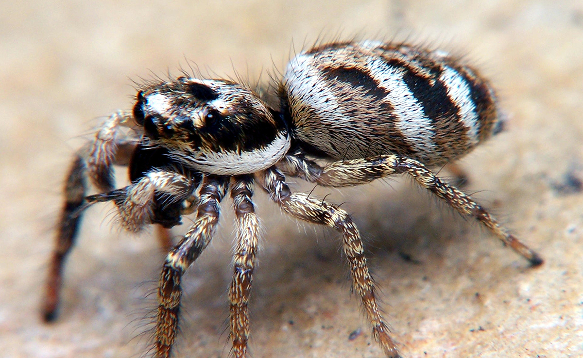 Saltique chevronnée, petite araignée sauteuse très commune