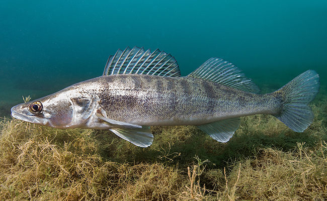 Sandre, poisson carnassier de nos rivières