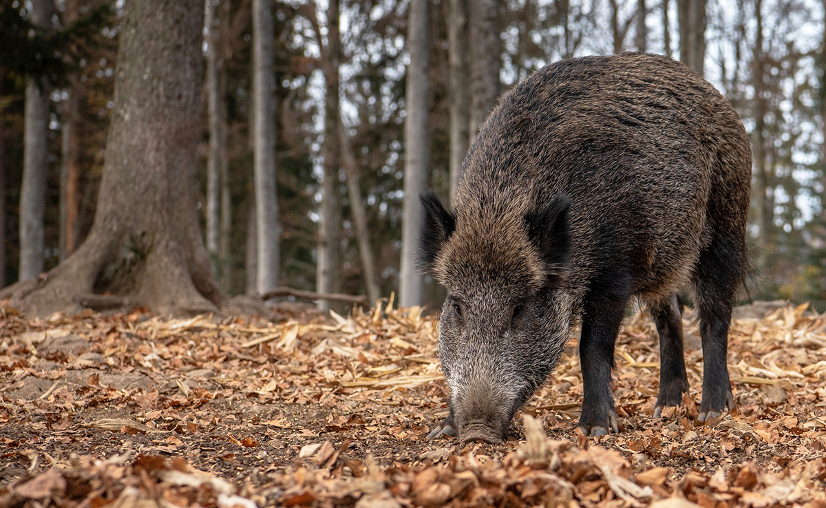 Que mange un sanglier ? Quel est son régime alimentaire ?