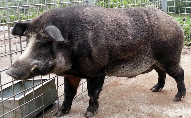 Cochonglier ou sanglochon : croisement entre un cochon et un sanglier