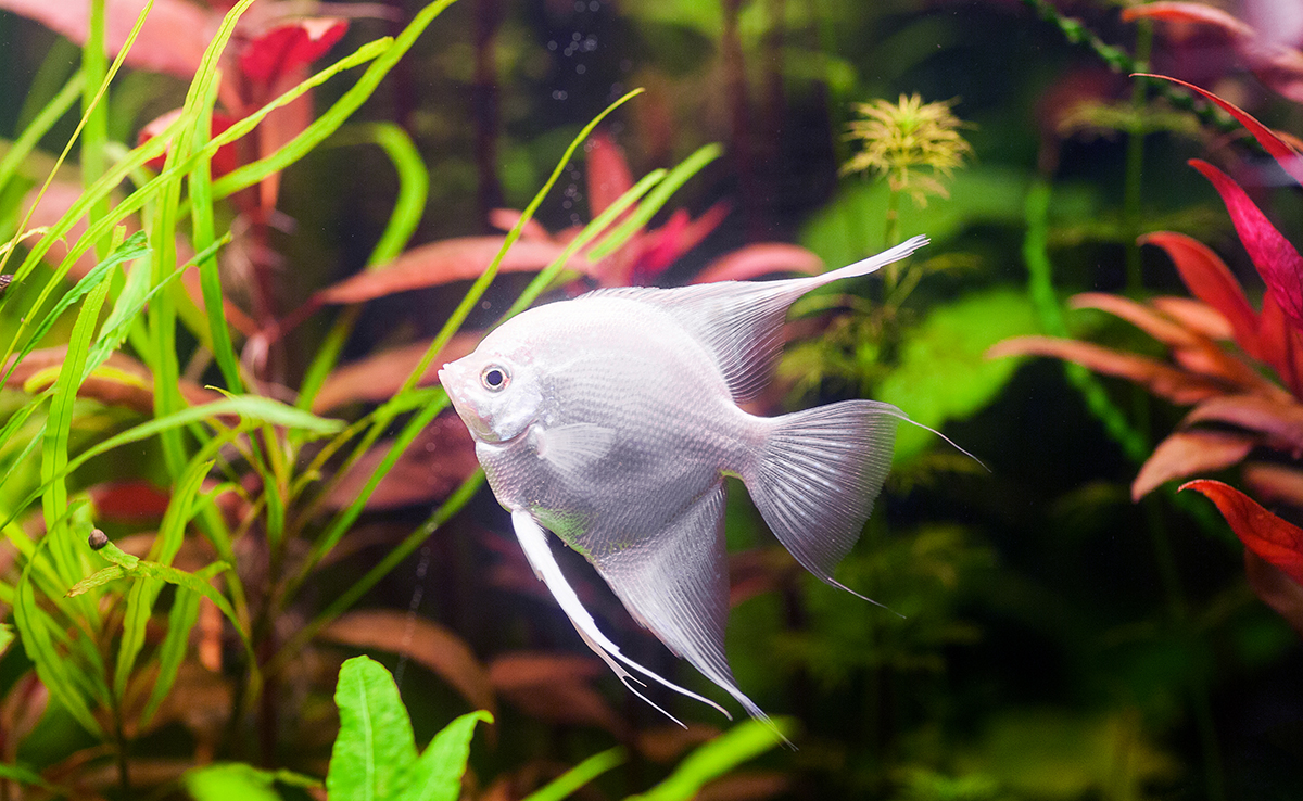 Scalaire en aquarium : conseils et bonnes pratiques d'élevage