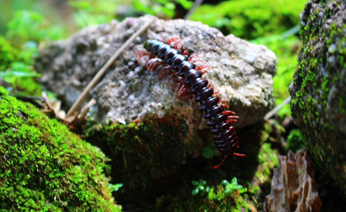 Scolopendre, mille-pattes parfois dangereux