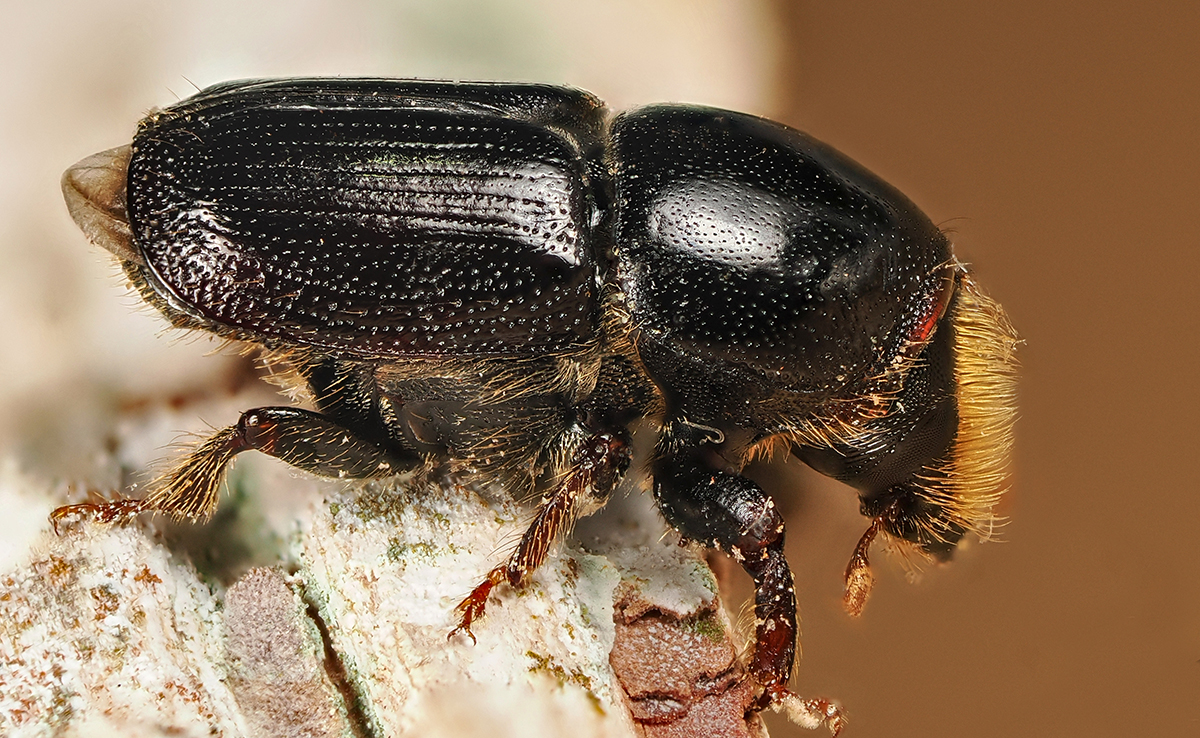 Scolyte, insecte qui provoque de gros dégâts sur les arbres