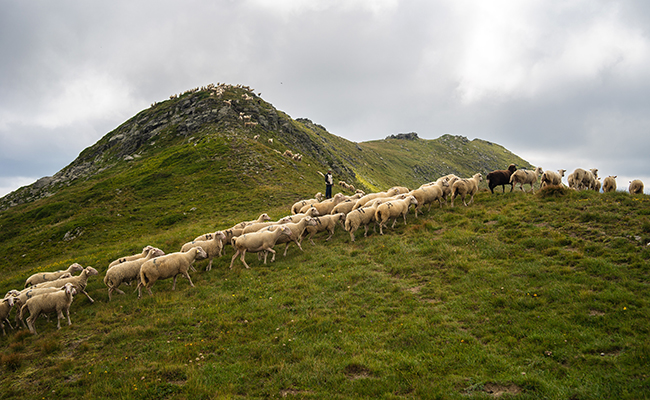 Se suivre comme des moutons : que veut dire cette expression ?