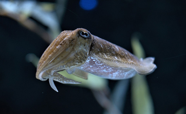 La seiche, une grande famille de mollusques marins