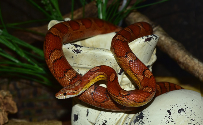 serpent des blés (Pantherophis guttatus)