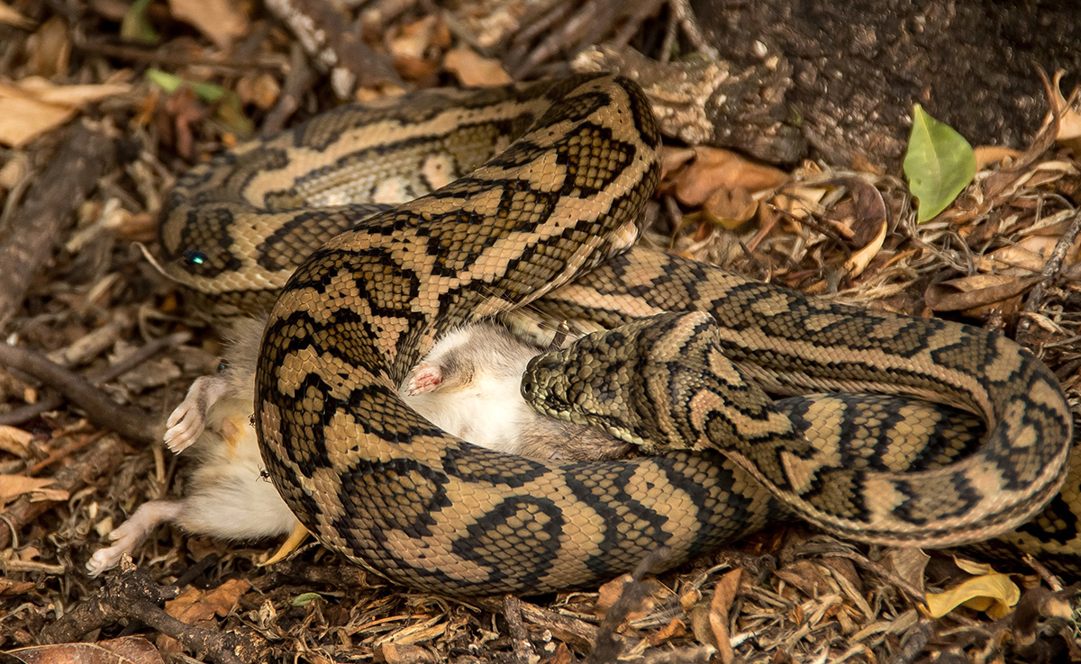 Comment les serpents font-ils pour digérer leurs proies ?