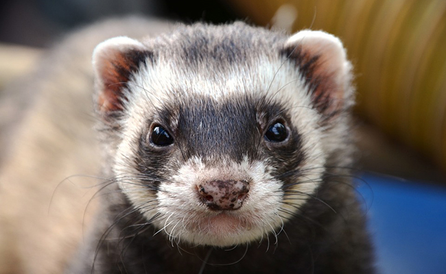 Furet mâle ou femelle ? Comment déterminer le sexe de son furet ?