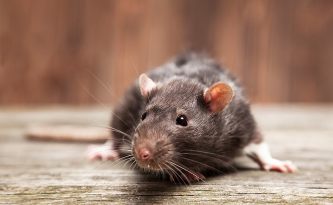 Comment connaitre le sexe de son rat ?