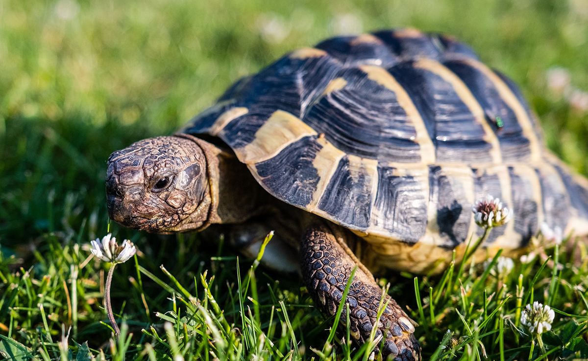 Comment connaitre le sexe de sa tortue terrestre ?