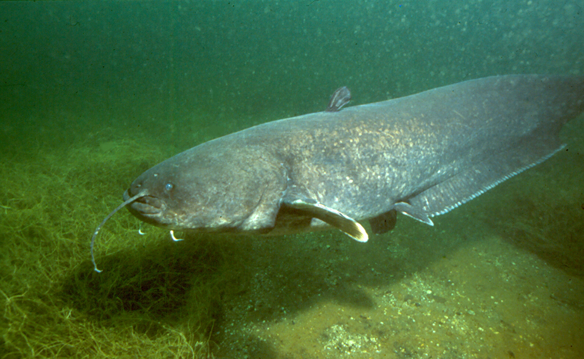 Silure, poisson géant qui envahit les cours d’eau