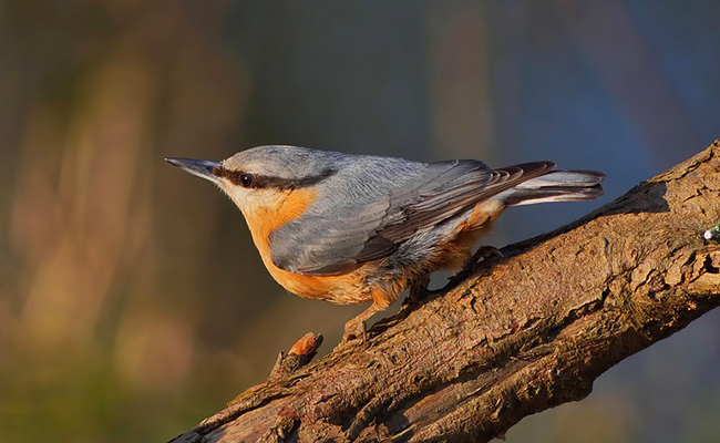 La sittelle torchepot, petit oiseau trapu à la queue courte et au long bec