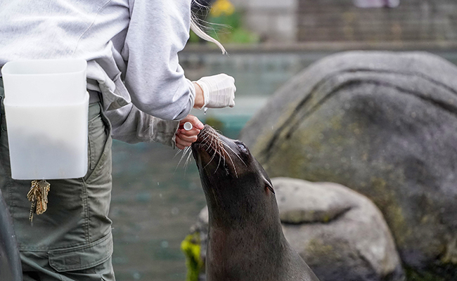 Comment devenir soigneur animalier ? Fiche métier, formation, salaire…