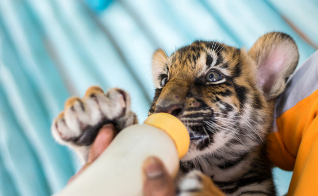 Comment devient-on soigneur animalier ?